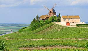 I Champagné-distriktet finns många vinodlingar